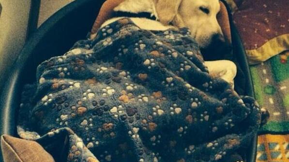 Porto Garibaldi, la protesta di una turista: «Non c’è pronto soccorso per gli animali: me ne vado»