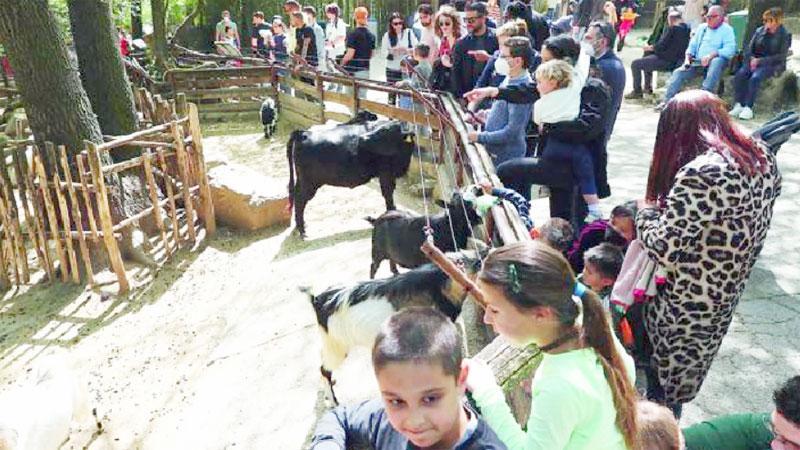 Bambini e genitori davanti allo spazio riservato a caprette, mucche e galline nello zoo di Pistoia: sempre uno dei più gettonati. Sono stati 4mila i visitatori nel ponte di Pasqua, molti italiani e tedeschi (Foto Nucci)