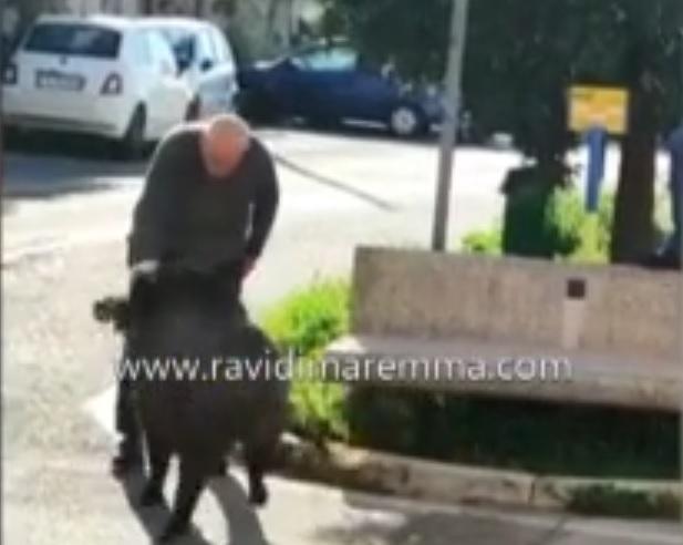 L'ex minatore di 79 anni allontana il cinghiale con uno schiaffone: il video è diventato virale