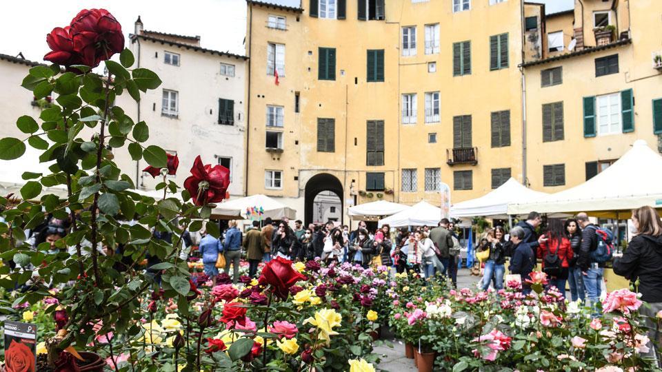 fiori in piazza Anfiteatro (foto sernacchioli)
