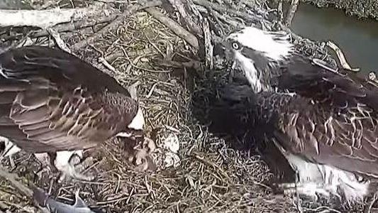 È nato il primo pulcino di falco pescatore