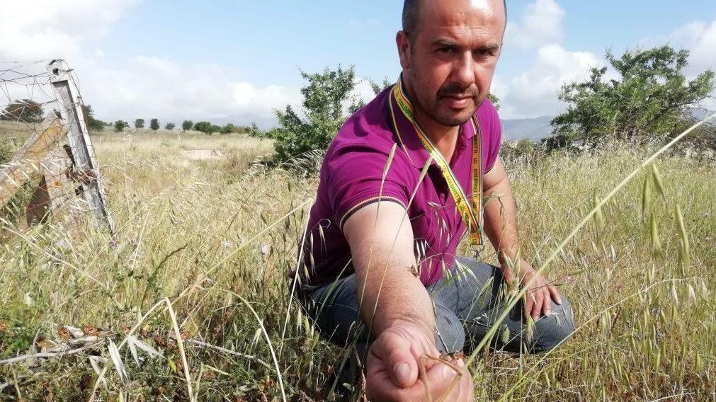 Il caso cavallette approda sui tavoli della Regione