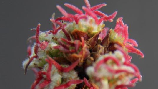 Una delle immagini del progetto “Natura Mirabile”