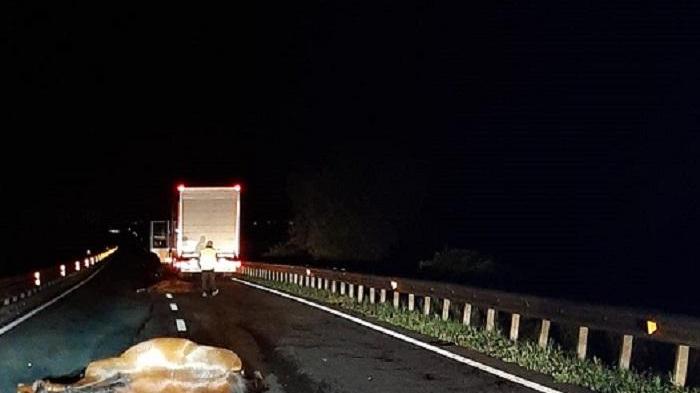 Tre cavalli attraversano la 131, un tir li travolge e li uccide: illeso il conducente