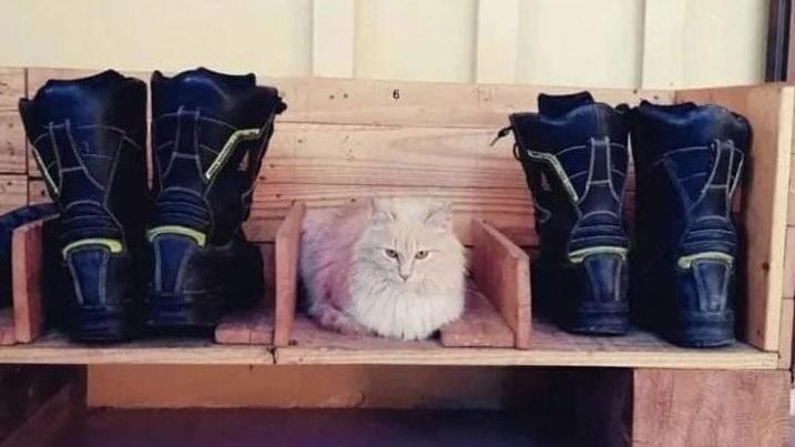 Naspo, il gatto vigile del fuoco