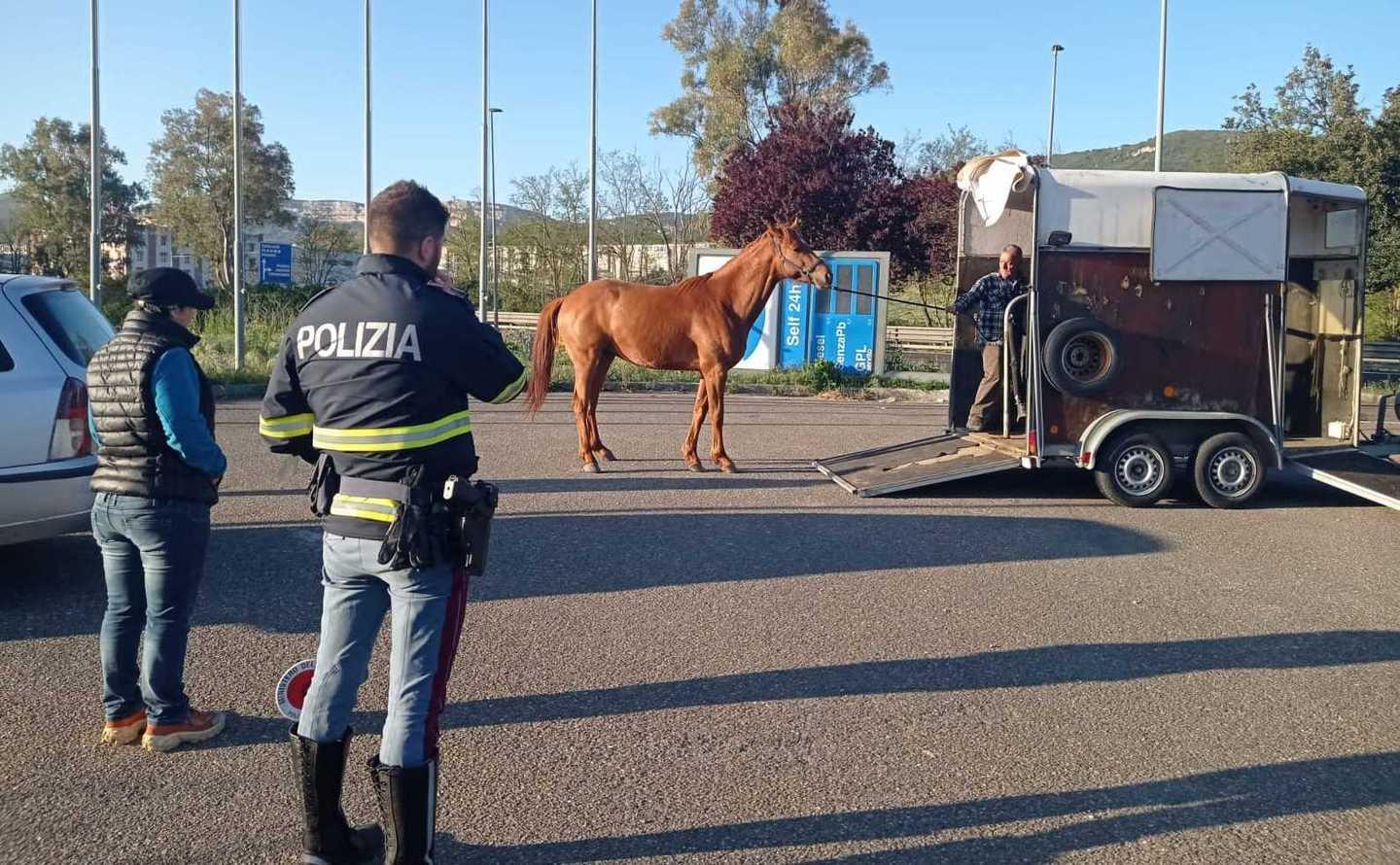 Allarme animali vaganti: cavallo in fuga sulla 131 