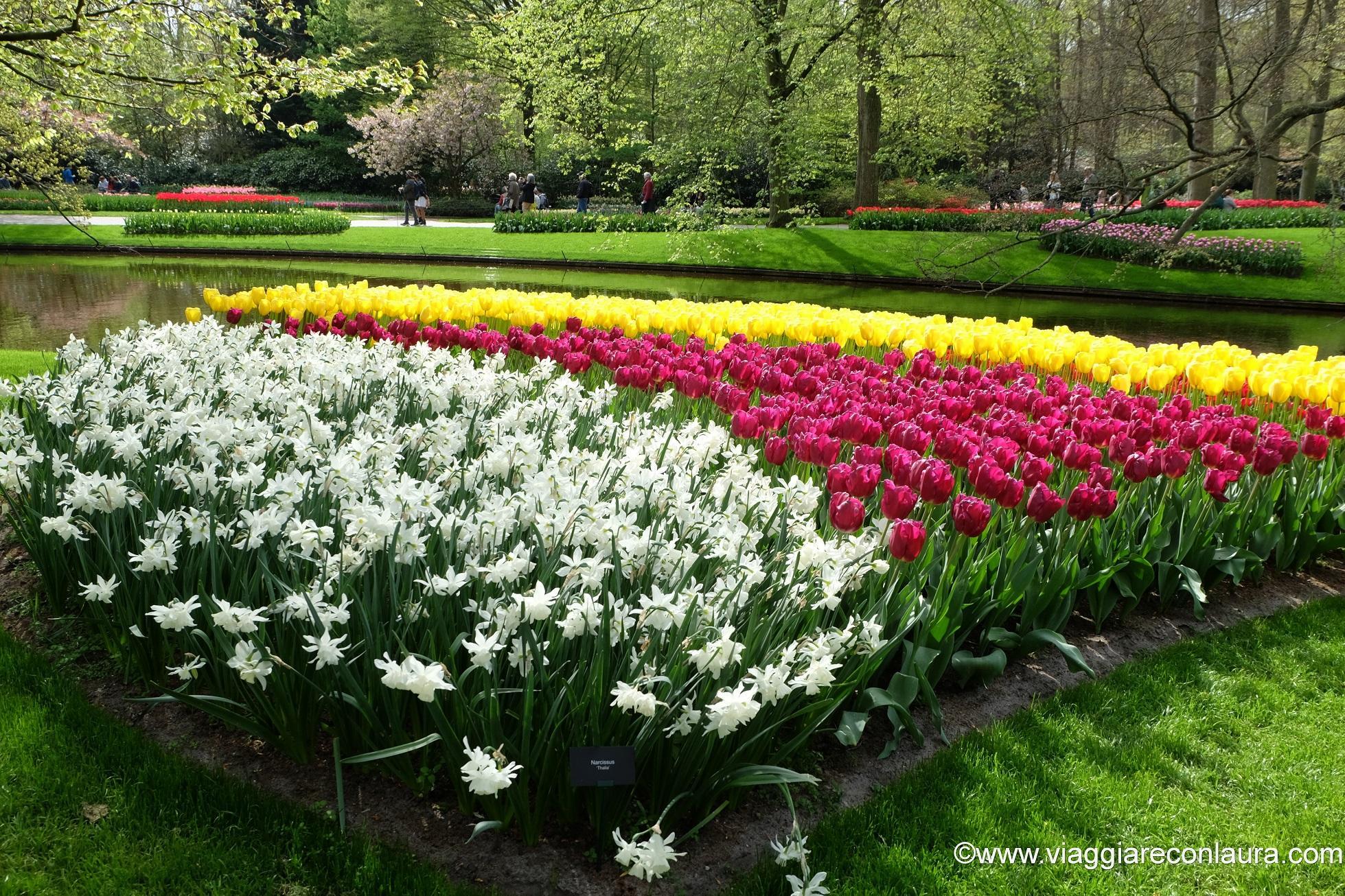 IL VIAGGIO / Keukenhof: il più bel giardino primaverile del mondo  