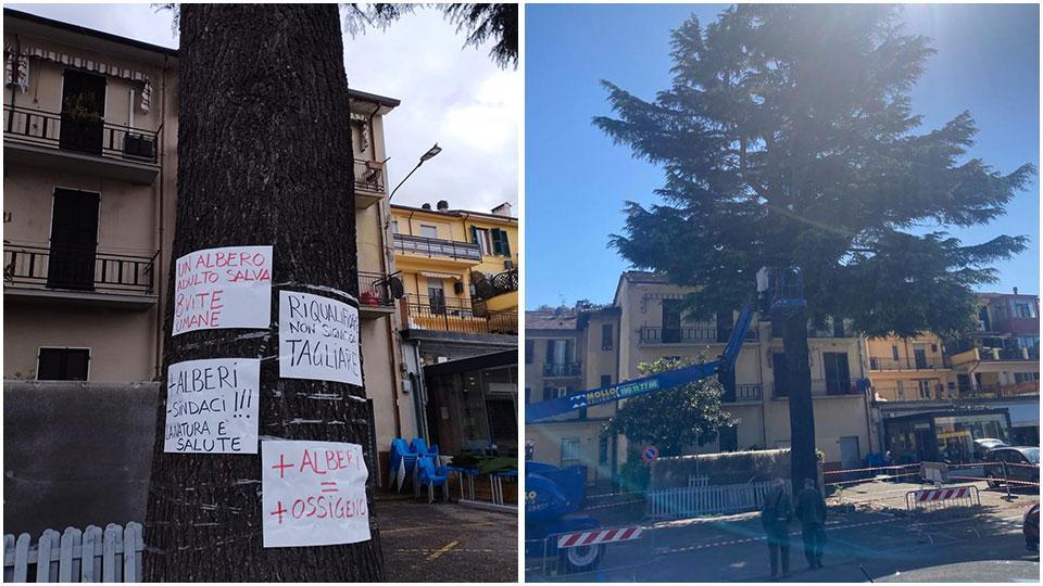 Aulla, cittadini difendono storico cedro: «Quell’albero non è da abbattere» 