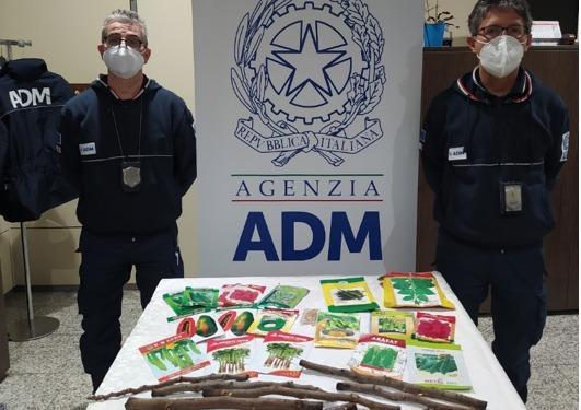 Sementi pericolose sequestrate dagli agenti della dogana a Elmas