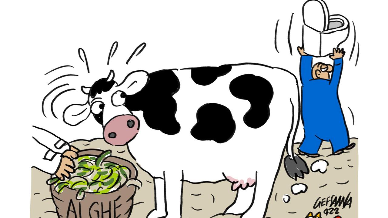 La vignetta di Gef - Mucche, meno gas grazie a un’alga: l'esperimento nell'Oristanese