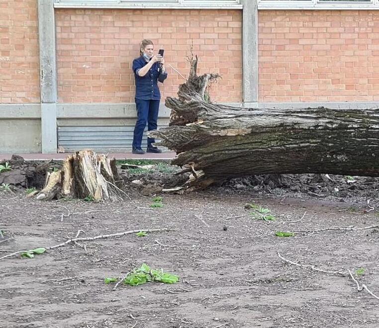 Sassuolo Alberi crollati alle elementari Iniziano i controlli su tutti gli altri 