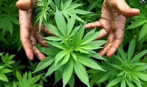 L'Università di Modena e Reggio studierà gli effetti antitumorali della cannabis