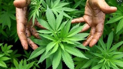 L'Università di Modena e Reggio studierà gli effetti antitumorali della cannabis