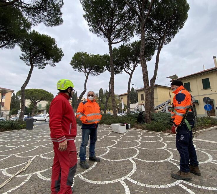 Pini malati in piazza Garibaldi il Comune dispone l’abbattimento