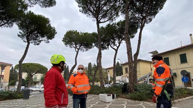 Pini malati in piazza Garibaldi il Comune dispone l’abbattimento