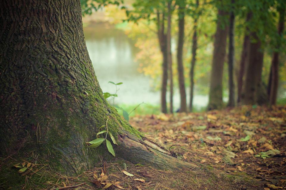Modena La terra salvata dagli alberi Modena diventa capitale per la salute del pianeta 
