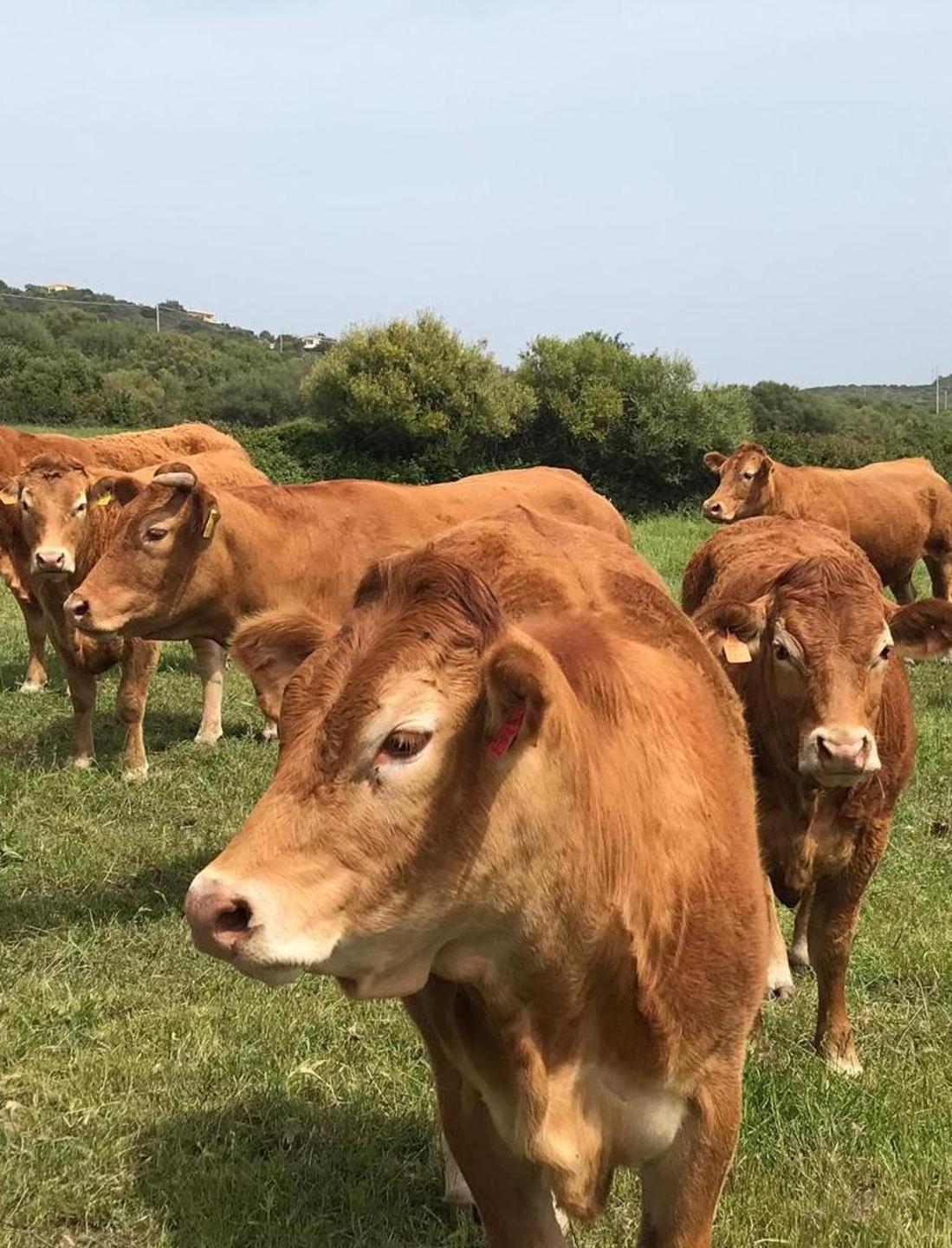 Vacche, una dieta di alghe per emettere meno gas 