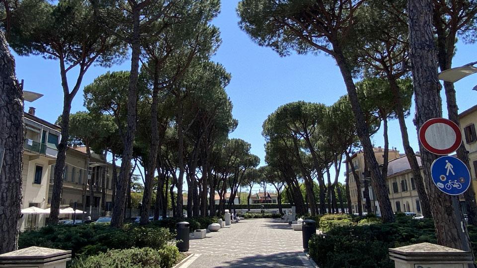Pontedera Sopralluogo in piazza Garibaldi per verificare stabilità dei pini