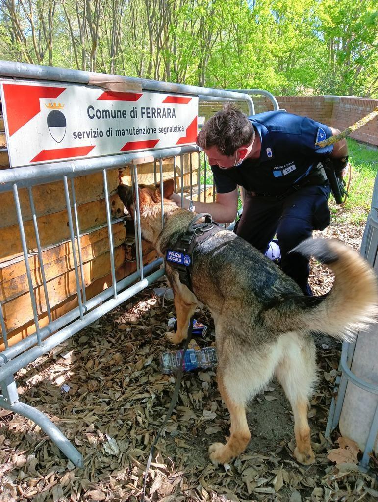 I cani antidroga scoprono i nascondigli e scattano i sequestri