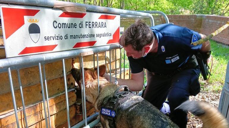 I cani antidroga scoprono i nascondigli e scattano i sequestri