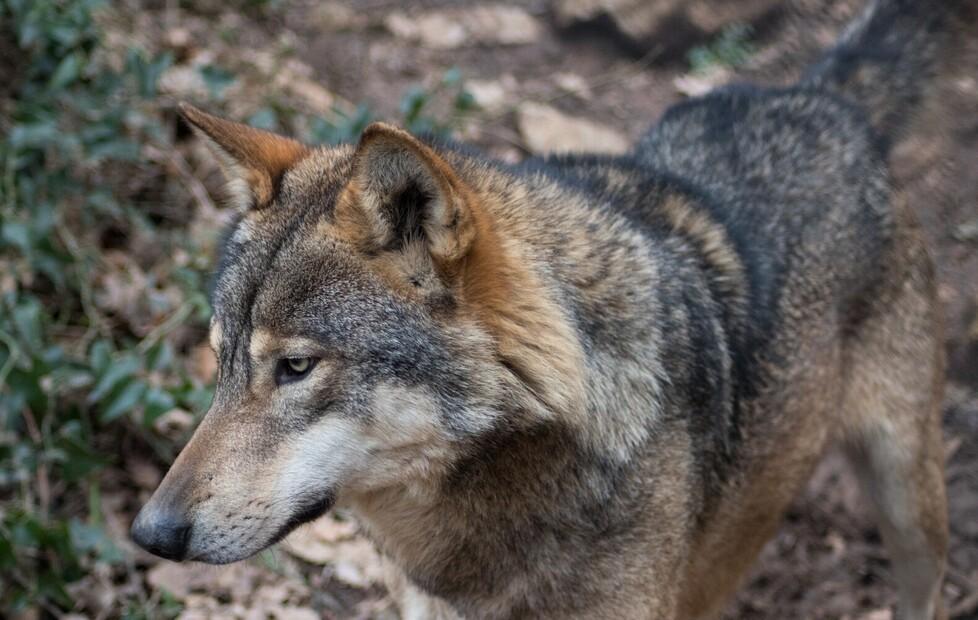 Ibridi lupo-cane “dimenticati”: ora la Regione paga 292mila euro 
