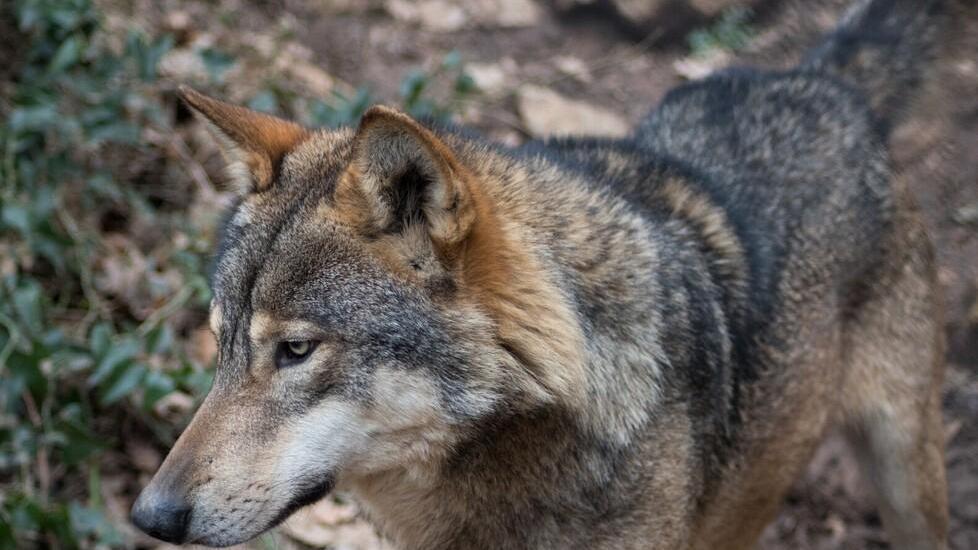 Ibridi lupo-cane “dimenticati”: ora la Regione paga 292mila euro