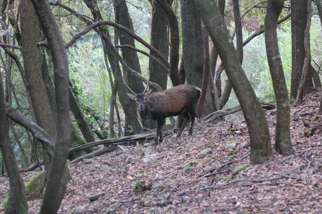 Salvaguardia del cervo sardo, raccolte già 30mila firme