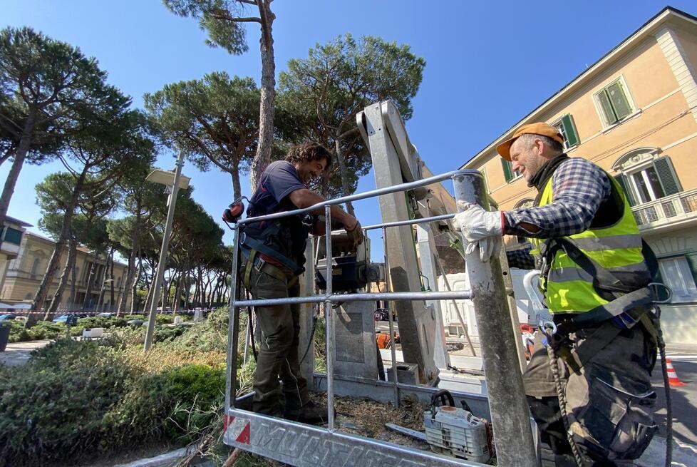 Il taglio dei cinque pini malati e pericolosi in piazza Garibaldi a Pontedera