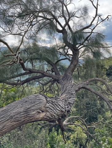 A Ussassai la ginestra più antica della Sardegna