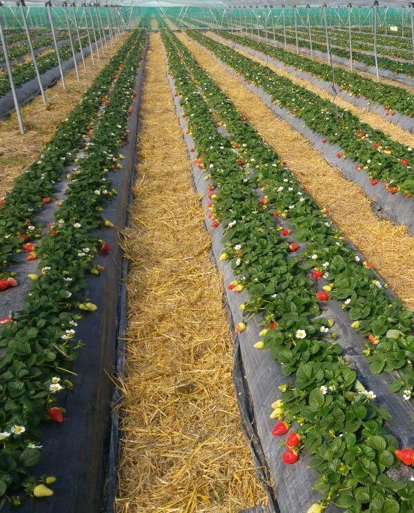 Alghero, nella borgata di Sa Segada torna la Sagra della fragola 