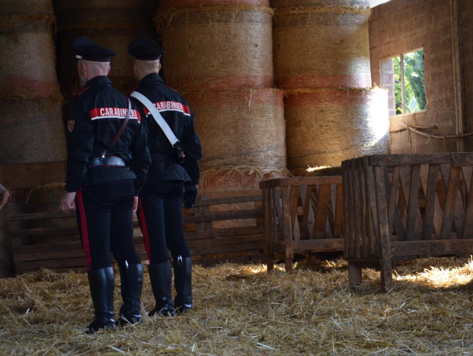 Vende sul web 22 bovini e li invia in Liguria, ma l'assegno era scoperto: denunciati in 3