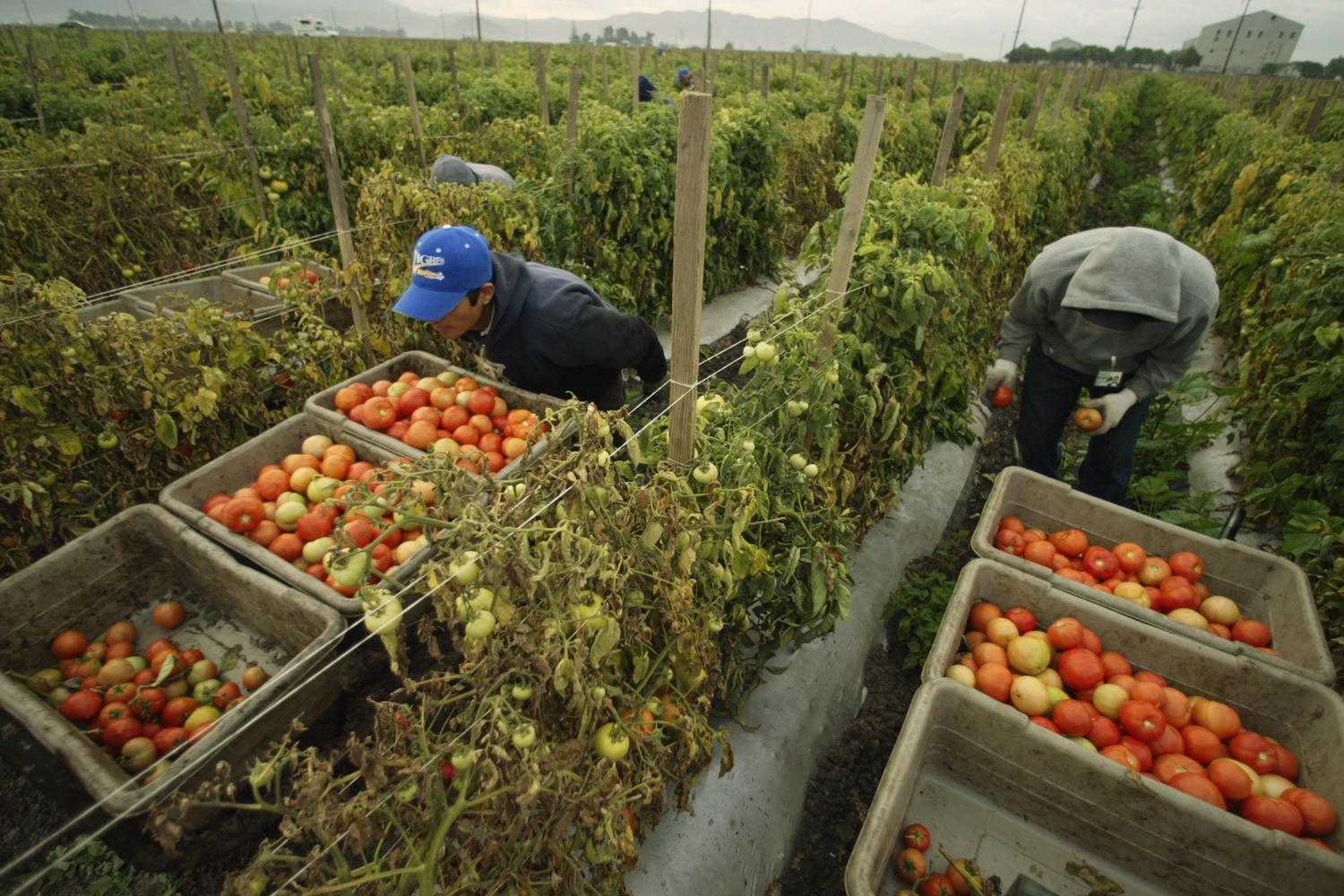 Le testimonianze delle persone che lavorano nei campi della Toscana in un regime di sfruttamento