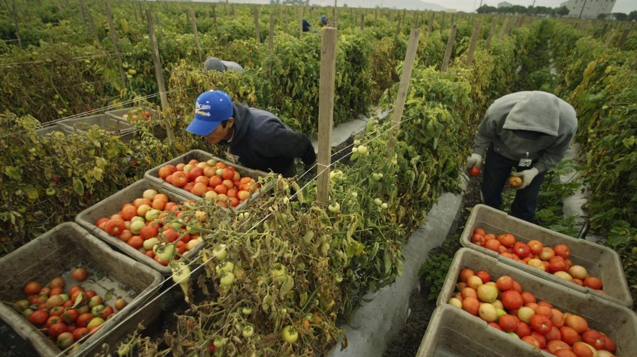 Le testimonianze delle persone che lavorano nei campi della Toscana in un regime di sfruttamento