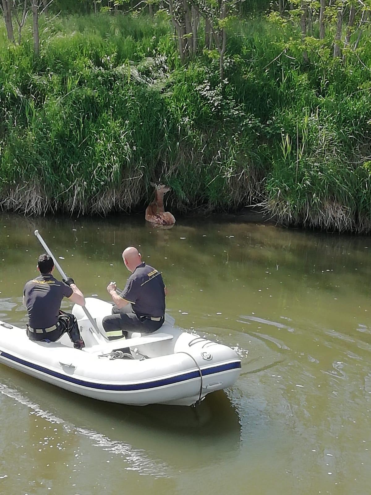 Volania. Daino ferito nel canale: salvato