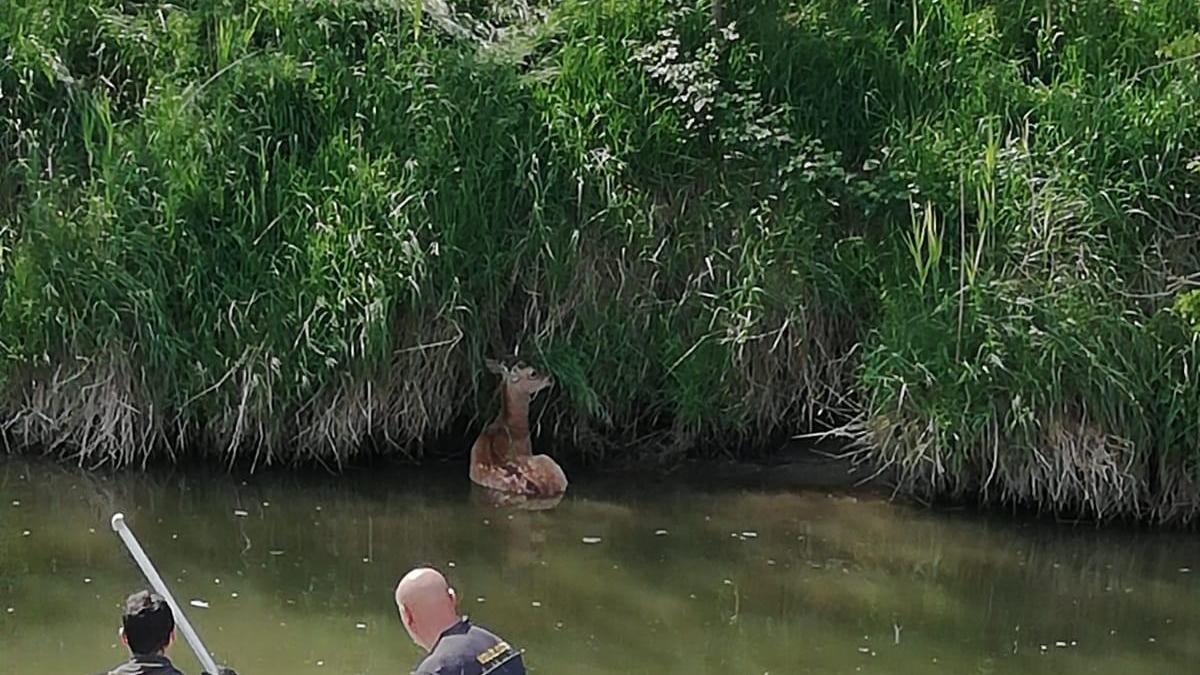 Volania. Daino ferito nel canale: salvato
