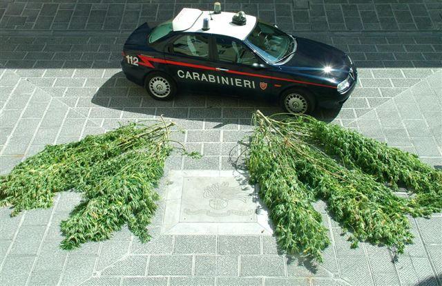 Un sequestro di cannabis da parte dei carabinieri (foto d'archivio)
