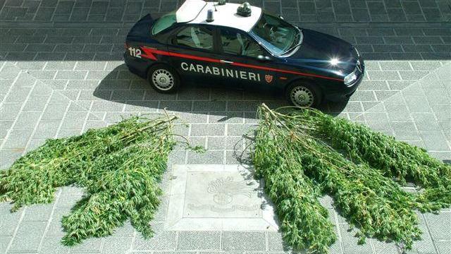 Un sequestro di cannabis da parte dei carabinieri (foto d'archivio)