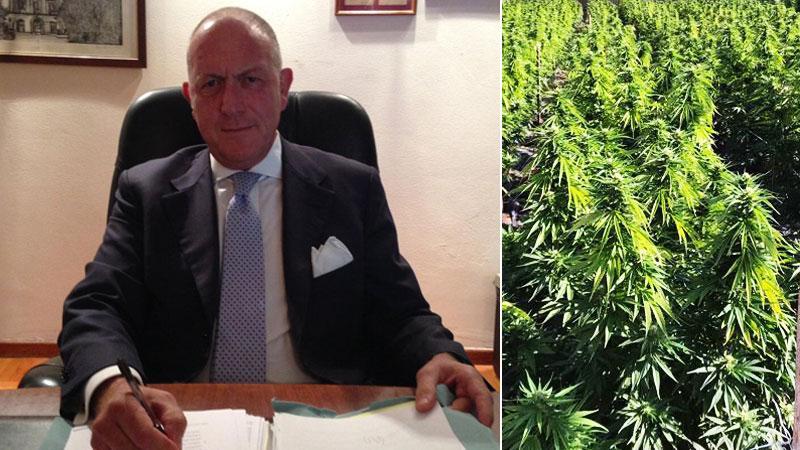 L’avvocato Nicola Giribaldi. Alcune piante di marijuana