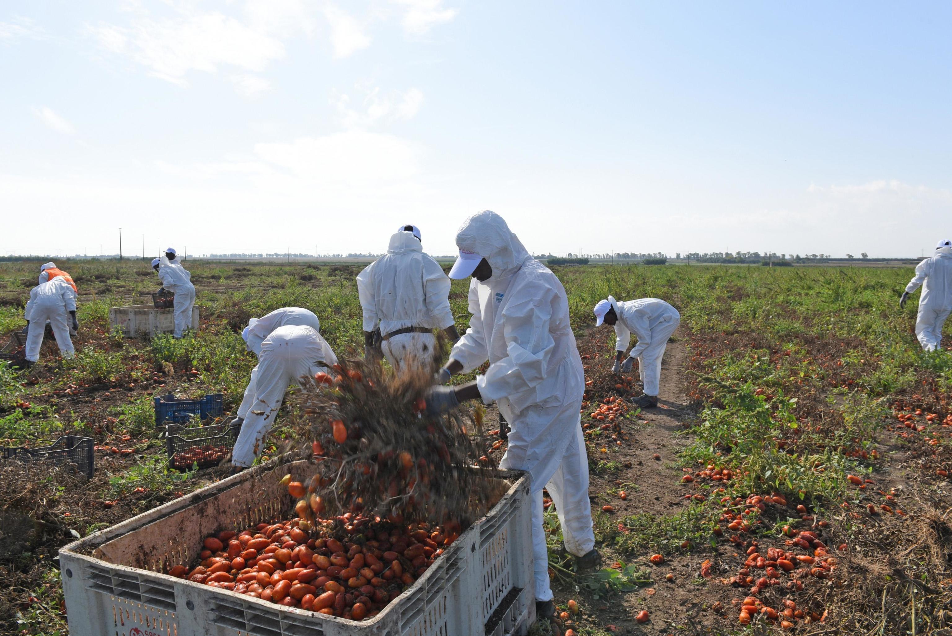 Caporalato, dall’agricoltura ai cantieri: la Toscana dei diritti negati 