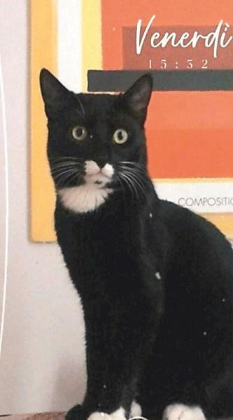 Uno dei gatti spariti a Sovigliana