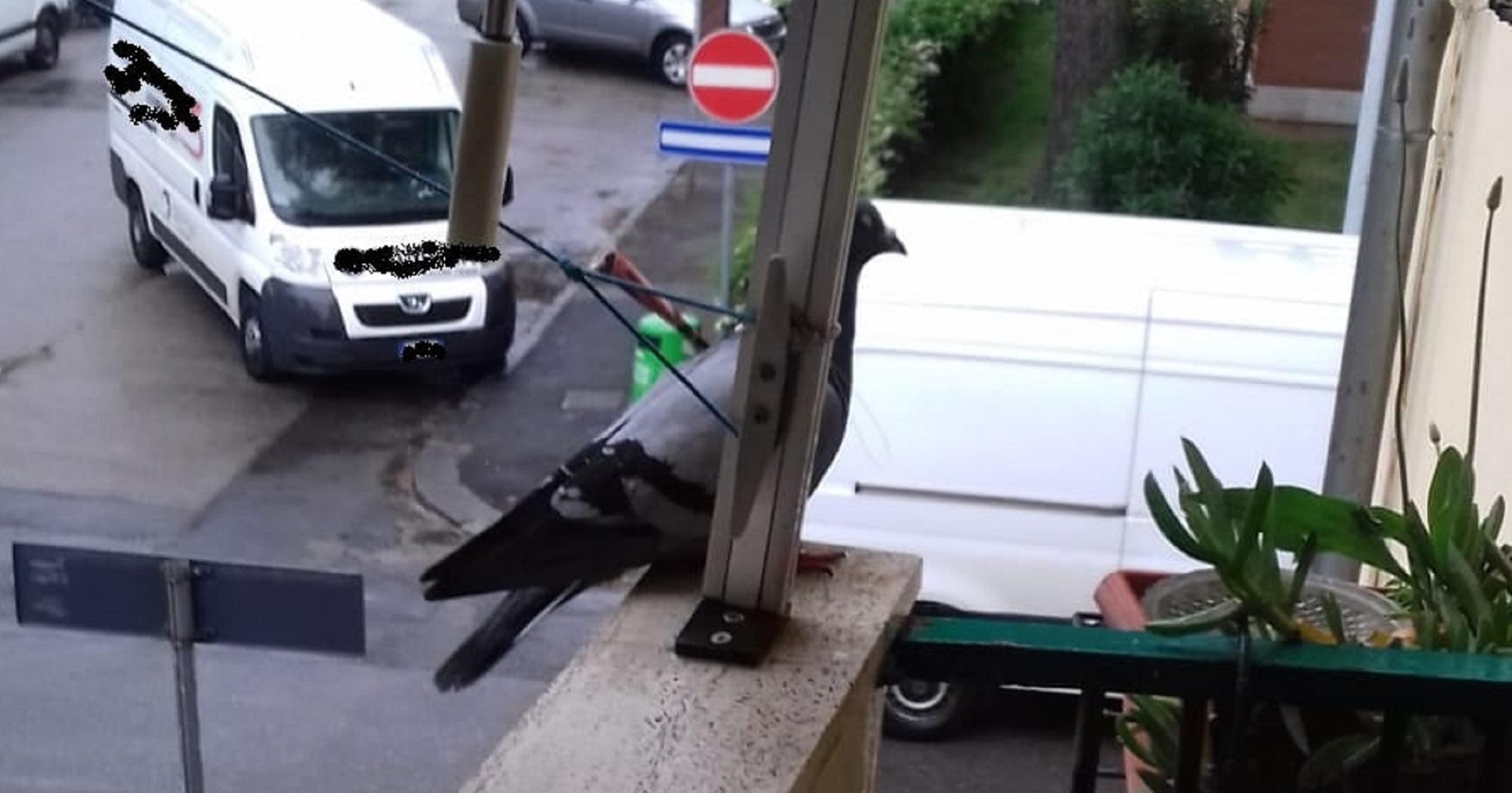 Il piccione colpito dal dardo