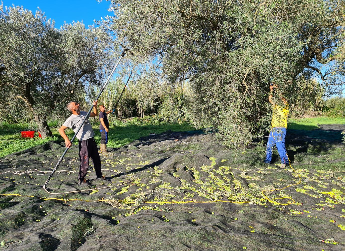 L’olio oristanese nella guida di Slow Food 