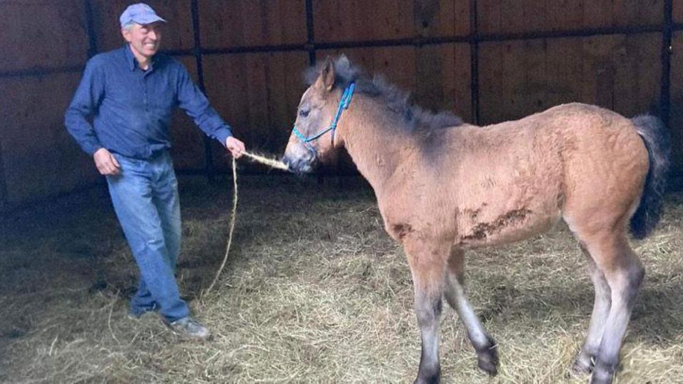 Marzia, curata dai suoi “genitori” umani, da sempre appassionati di cavalli, che non si sono arresi dopo la morte di Ombra, madre della cavallina