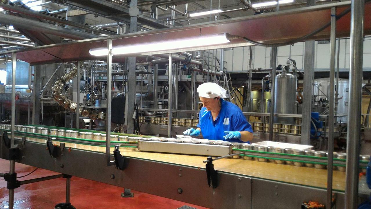 Conserve Italia in cerca di 250 addetti destinati alla lavorazione dei pomodori