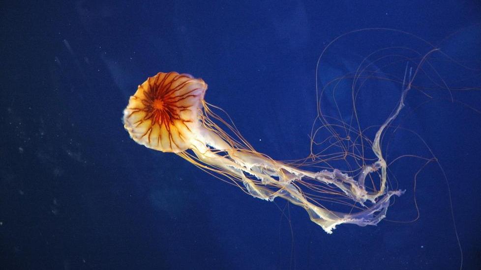 Chrysaora hysoscella, medusa bruna (Linnaeus, 1766) è una medusa appartenente alla famiglia Pelagiidae; diffusa nell’oceano Pacifico è stata avvistata anche nell’Adriatico. Questa foto (tratta da Wikipedia) ritrae un esemplare nell'Acquario di Genova
