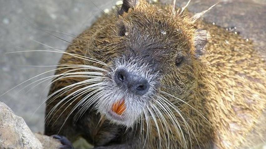 Modena, sono troppe. Al parco Ferrari si sterilizzano le nutrie