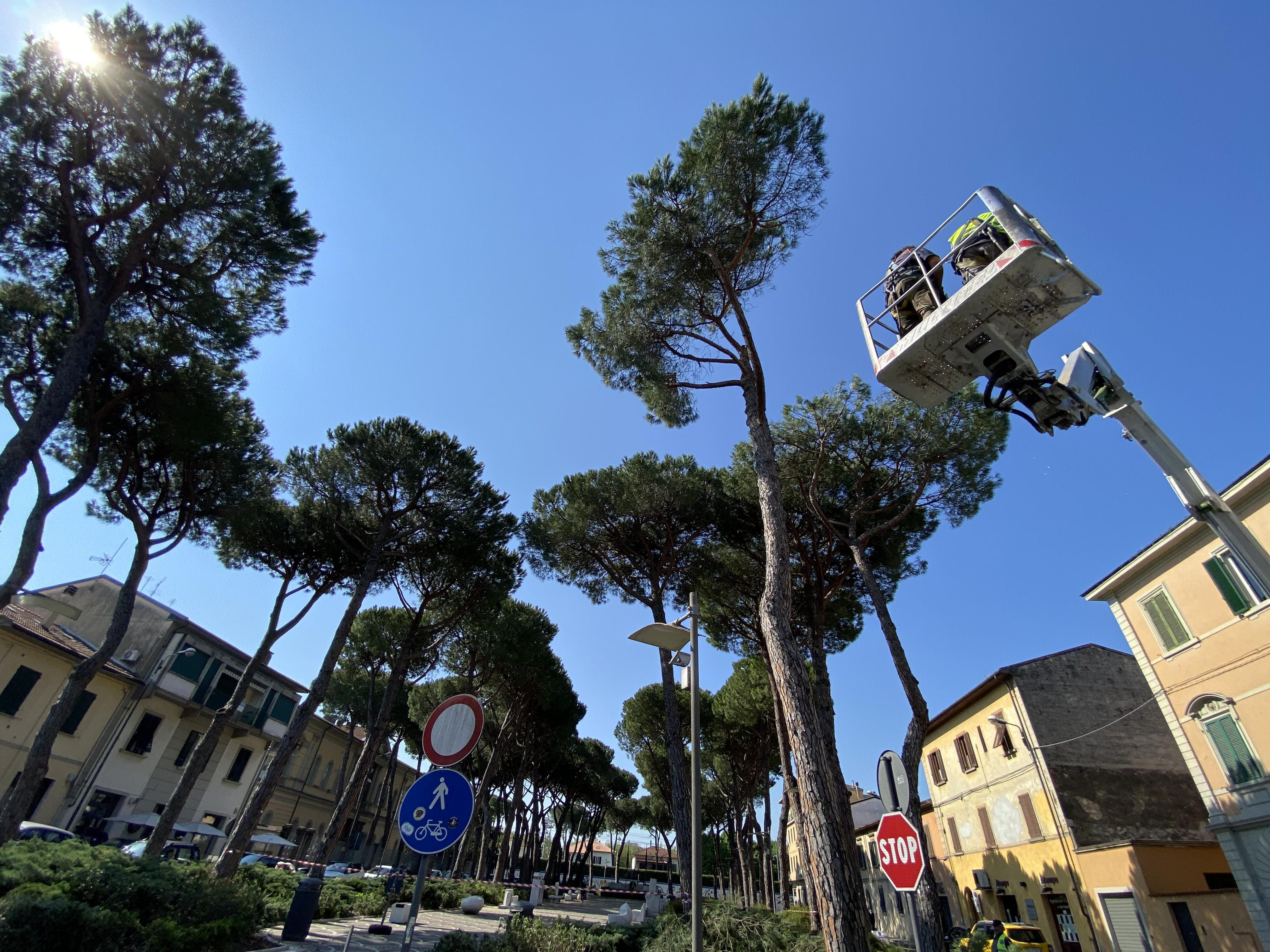 Il taglio dei cinque pini pericolanti in piazza Garibaldi a Pontedera