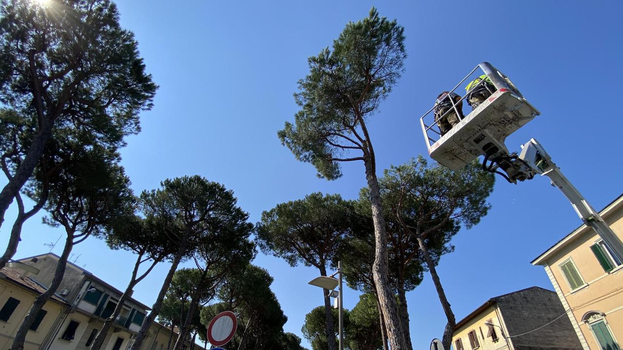 Il taglio dei cinque pini pericolanti in piazza Garibaldi a Pontedera