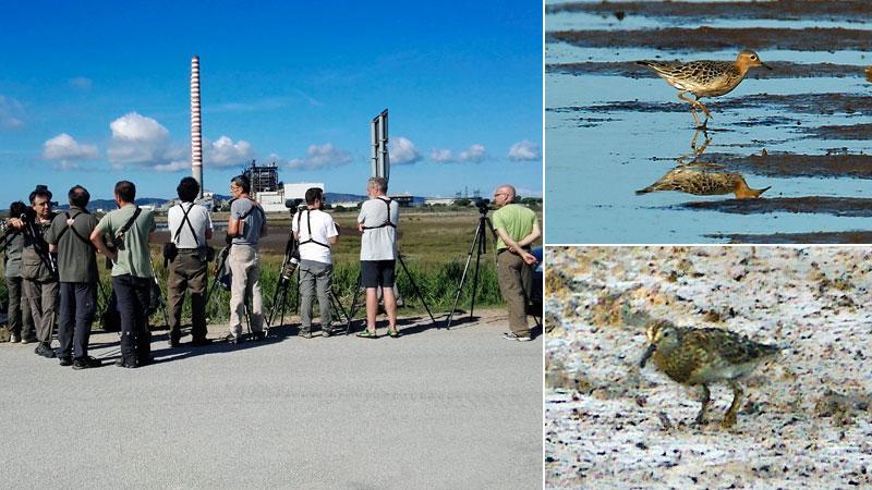 Appassionati di birdwatching da tutta Italia per il piro piro fulvo alla palude di Perelli bassi. Piro piro fulvo - Calidris subruficollis. Piovanello pettorale - Calidris melanotos (Fotoservizio Benucci)