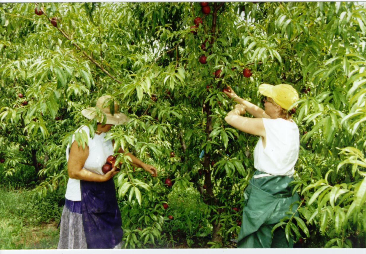 La raccolta della frutta messa a rischio dalla mancanza di manodopera
